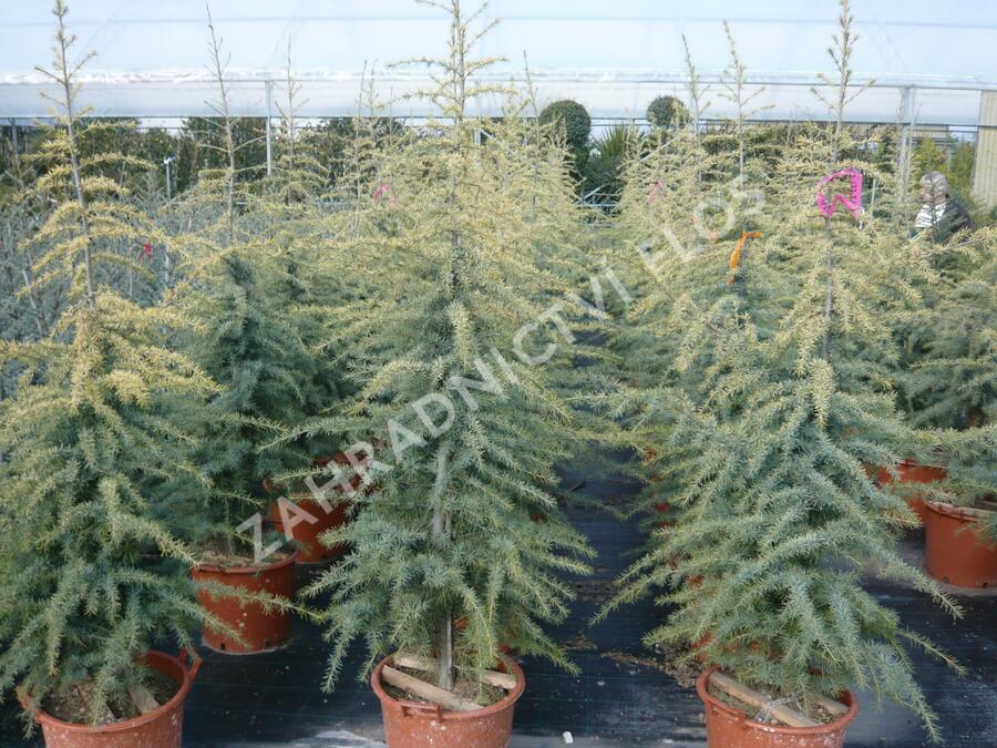 Cedr himalájský 'Golden Horizont' - Cedrus deodara 'Golden Horizont'
