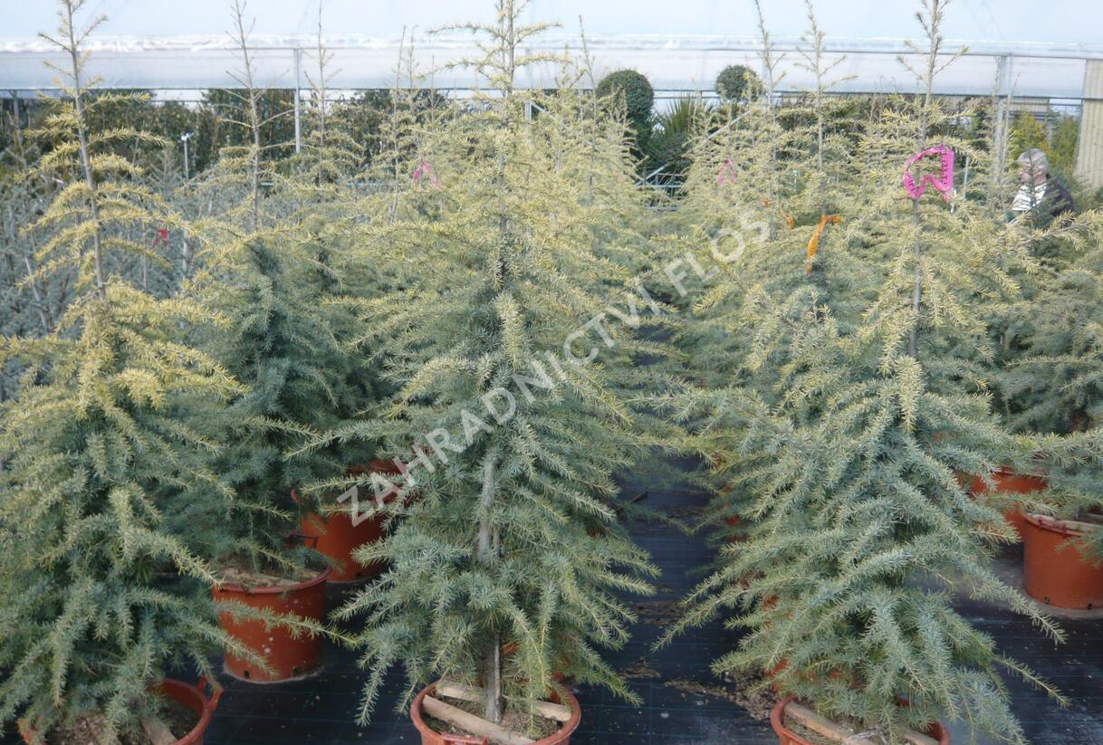 Cedr himalájský 'Golden Horizont' - Cedrus deodara 'Golden Horizont'