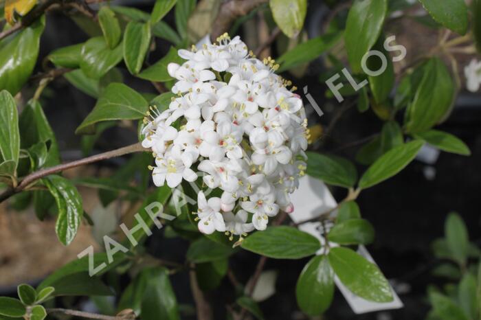 Kalina Burkwoodova 'Conoy' - Viburnum burkwoodii 'Conoy'