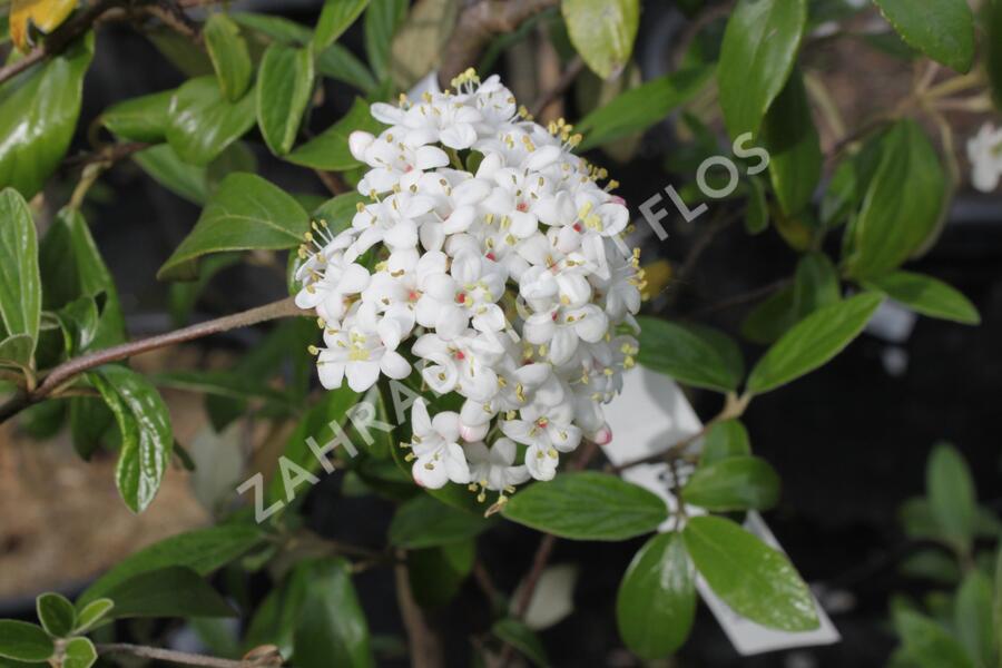 Kalina Burkwoodova 'Conoy' - Viburnum burkwoodii 'Conoy'