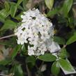 Kalina Burkwoodova 'Conoy' - Viburnum burkwoodii 'Conoy'