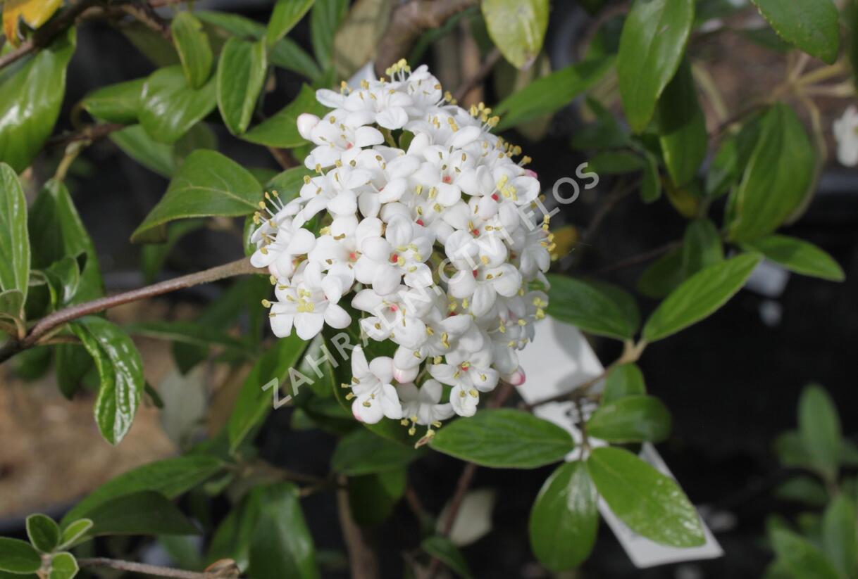 Kalina Burkwoodova 'Conoy' - Viburnum burkwoodii 'Conoy'
