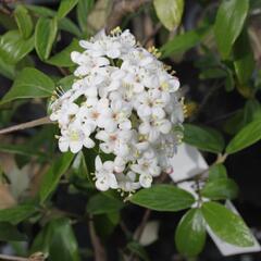 Kalina Burkwoodova 'Conoy' - Viburnum burkwoodii 'Conoy'