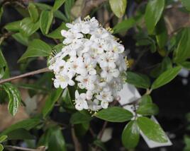 Kalina Burkwoodova 'Conoy'
