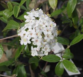 Kalina Burkwoodova 'Conoy' - Viburnum burkwoodii 'Conoy'