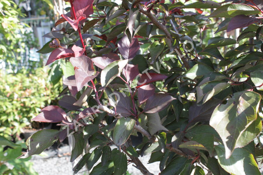 Myrobalán Blireův - Prunus blireana