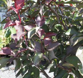 Myrobalány | Zahradnictví FLOS