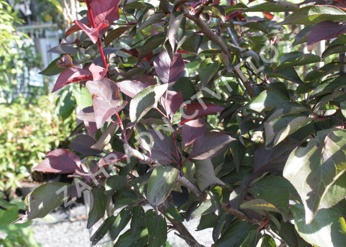 Myrobalán Blireův - Prunus blireana