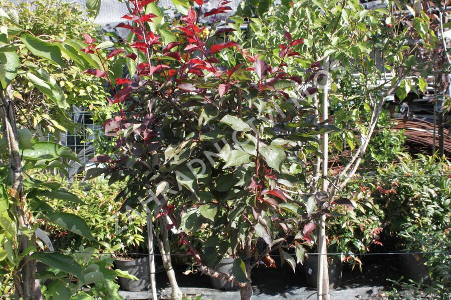 Myrobalán Blireův - Prunus blireana