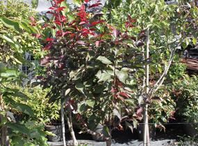 Myrobalán Blireův - Prunus blireana