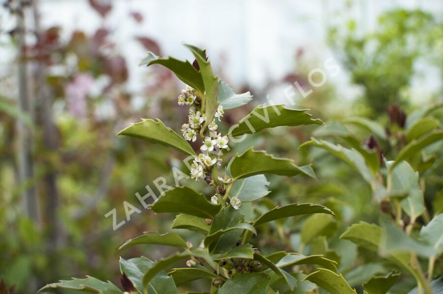 Cesmína 'Blue Maid' - Ilex meserveae 'Blue Maid'