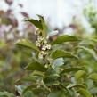 Cesmína 'Blue Maid' - Ilex meserveae 'Blue Maid'