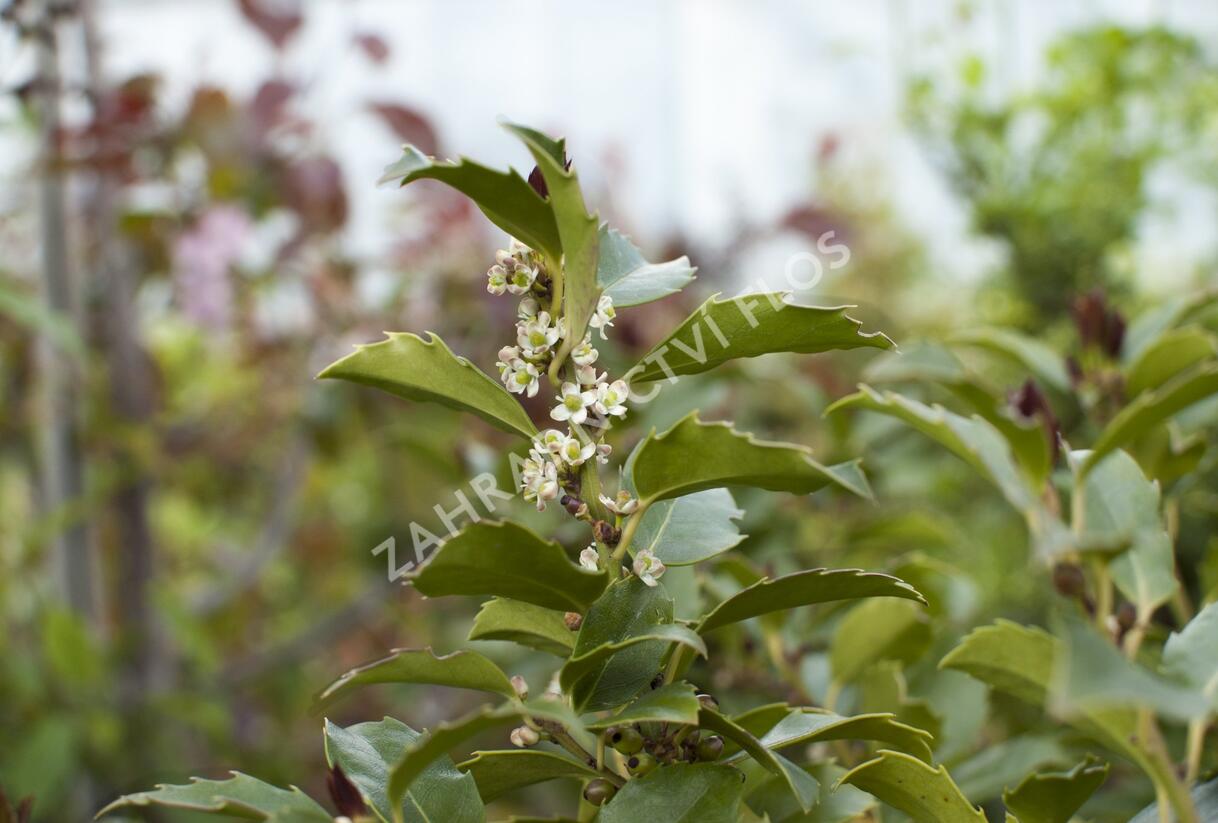 Cesmína modrá 'Blue Maid' - Ilex meserveae 'Blue Maid'