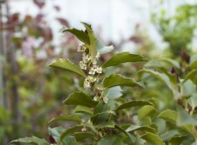 Cesmína modrá 'Blue Maid' - Ilex meserveae 'Blue Maid'