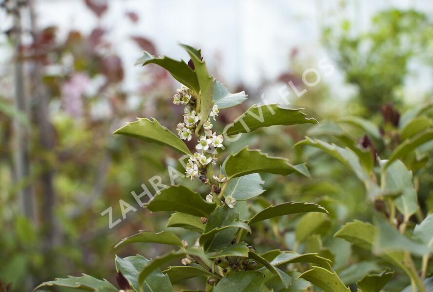 Cesmína modrá 'Blue Maid' - Ilex meserveae 'Blue Maid'