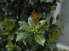 Cesmína modrá 'Blue Maid' - Ilex meserveae 'Blue Maid'