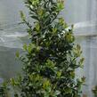 Cesmína 'Blue Maid' - Ilex meserveae 'Blue Maid'