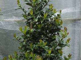 Cesmína modrá 'Blue Maid' - Ilex meserveae 'Blue Maid'