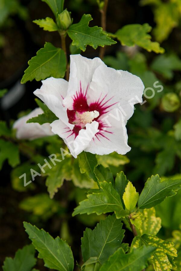 Ibišek syrský 'Red Heart' - Hibiscus syriacus 'Red Heart'