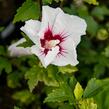 Ibišek syrský 'Red Heart' - Hibiscus syriacus 'Red Heart'