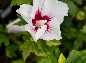 Ibišek syrský 'Red Heart' - Hibiscus syriacus 'Red Heart'