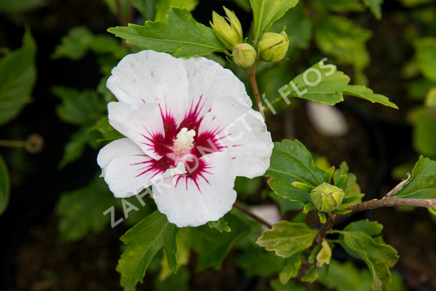 Ibišek syrský 'Red Heart' - Hibiscus syriacus 'Red Heart'