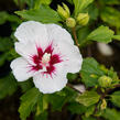 Ibišek syrský 'Red Heart' - Hibiscus syriacus 'Red Heart'