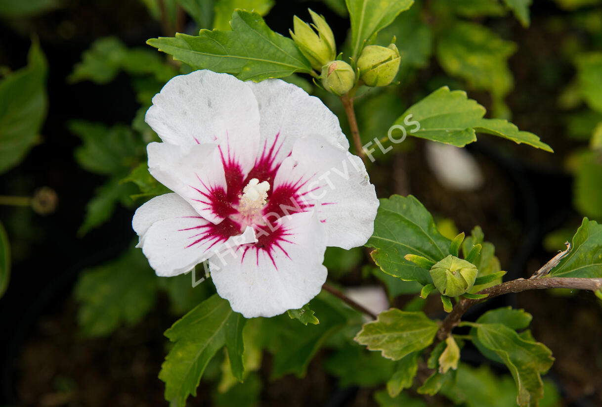Ibišek syrský 'Red Heart' - Hibiscus syriacus 'Red Heart'