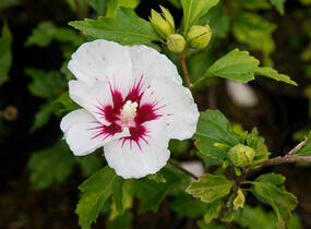 Ibišek syrský 'Red Heart' - Hibiscus syriacus 'Red Heart'