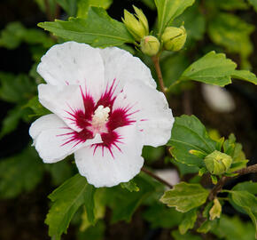 Ibišek syrský 'Red Heart' - Hibiscus syriacus 'Red Heart'