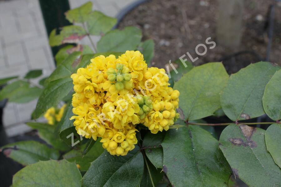 Mahonie cesmínolistá 'Atropurpurea' - Mahonia aquifolium 'Atropurpurea'