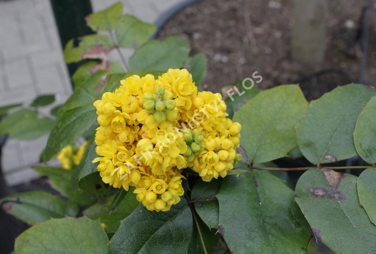 Mahonie cesmínolistá 'Atropurpurea' - Mahonia aquifolium 'Atropurpurea'