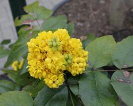 Mahonie cesmínolistá 'Atropurpurea'