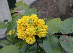 Mahonie cesmínolistá 'Atropurpurea' - Mahonia aquifolium 'Atropurpurea'