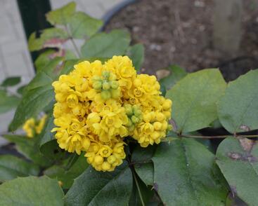 Mahonie cesmínolistá 'Atropurpurea'