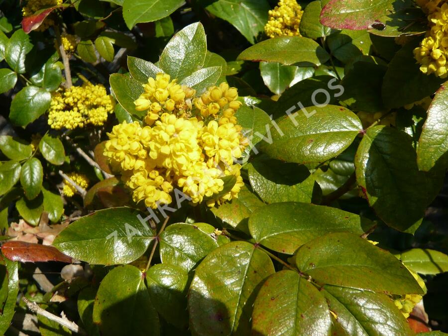 Mahonie cesmínolistá 'Atropurpurea' - Mahonia aquifolium 'Atropurpurea'