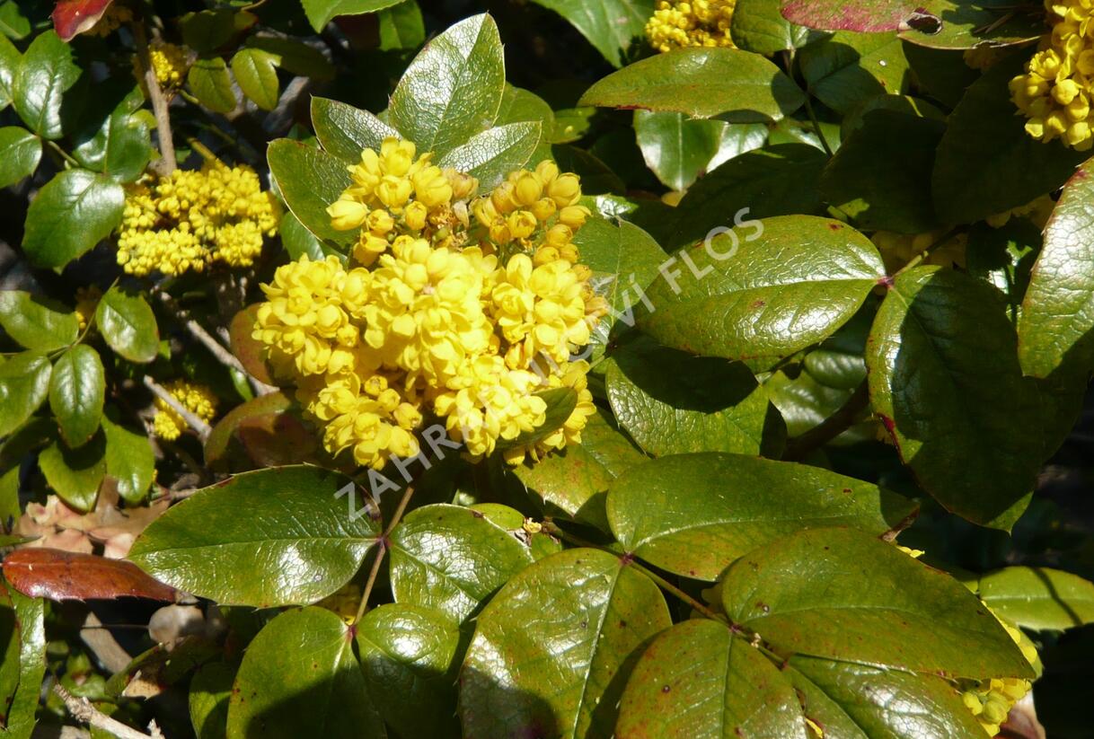 Mahonie cesmínolistá 'Atropurpurea' - Mahonia aquifolium 'Atropurpurea'