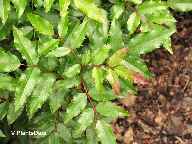 Mahonie cesmínolistá 'Atropurpurea' - Mahonia aquifolium 'Atropurpurea'