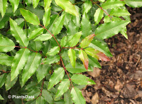 Mahonie cesmínolistá 'Atropurpurea' - Mahonia aquifolium 'Atropurpurea'