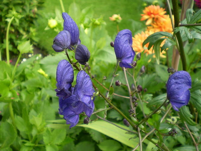 Oměj Henryův 'Spark's Variety' - Aconitum henryi 'Spark's Variety'