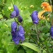 Oměj Henryův 'Spark's Variety' - Aconitum henryi 'Spark's Variety'