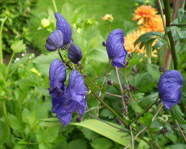 Oměj Henryův 'Spark's Variety'