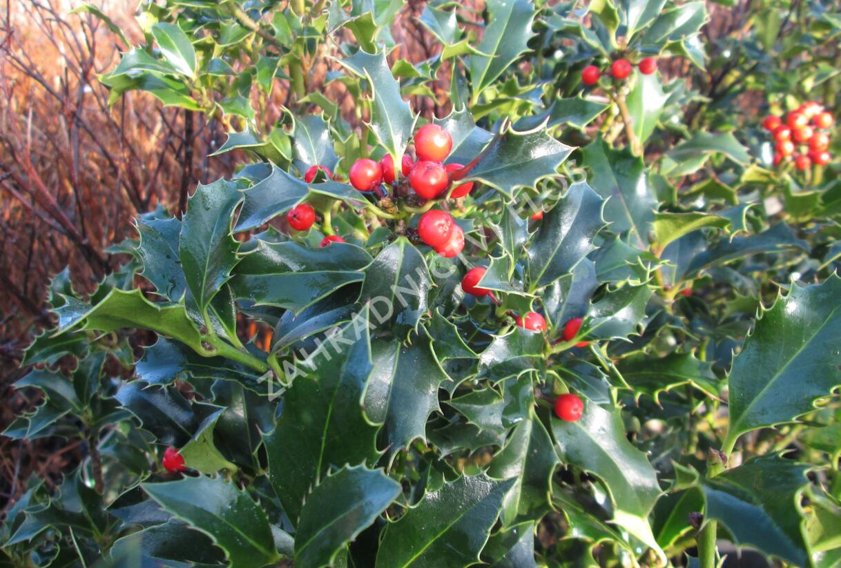 Cesmína modrá 'Blue Princess' - Ilex meserveae 'Blue Princess'