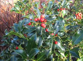 Cesmína modrá 'Blue Princess' - Ilex meserveae 'Blue Princess'