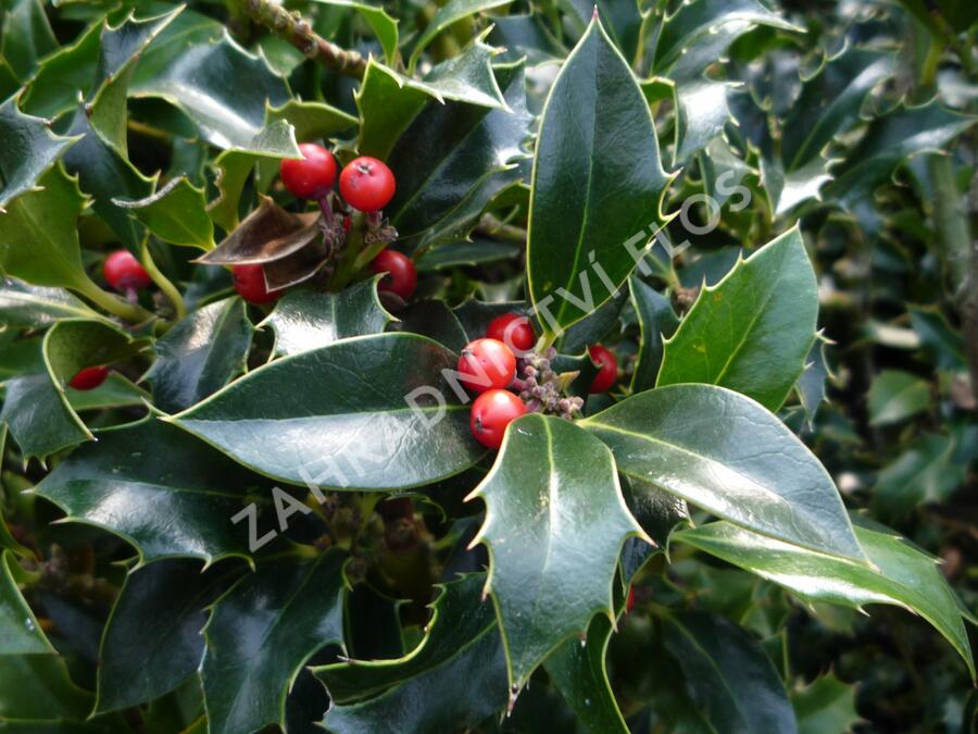 Cesmína modrá 'Blue Princess' - Ilex meserveae 'Blue Princess'