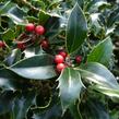 Cesmína modrá 'Blue Princess' - Ilex meserveae 'Blue Princess'