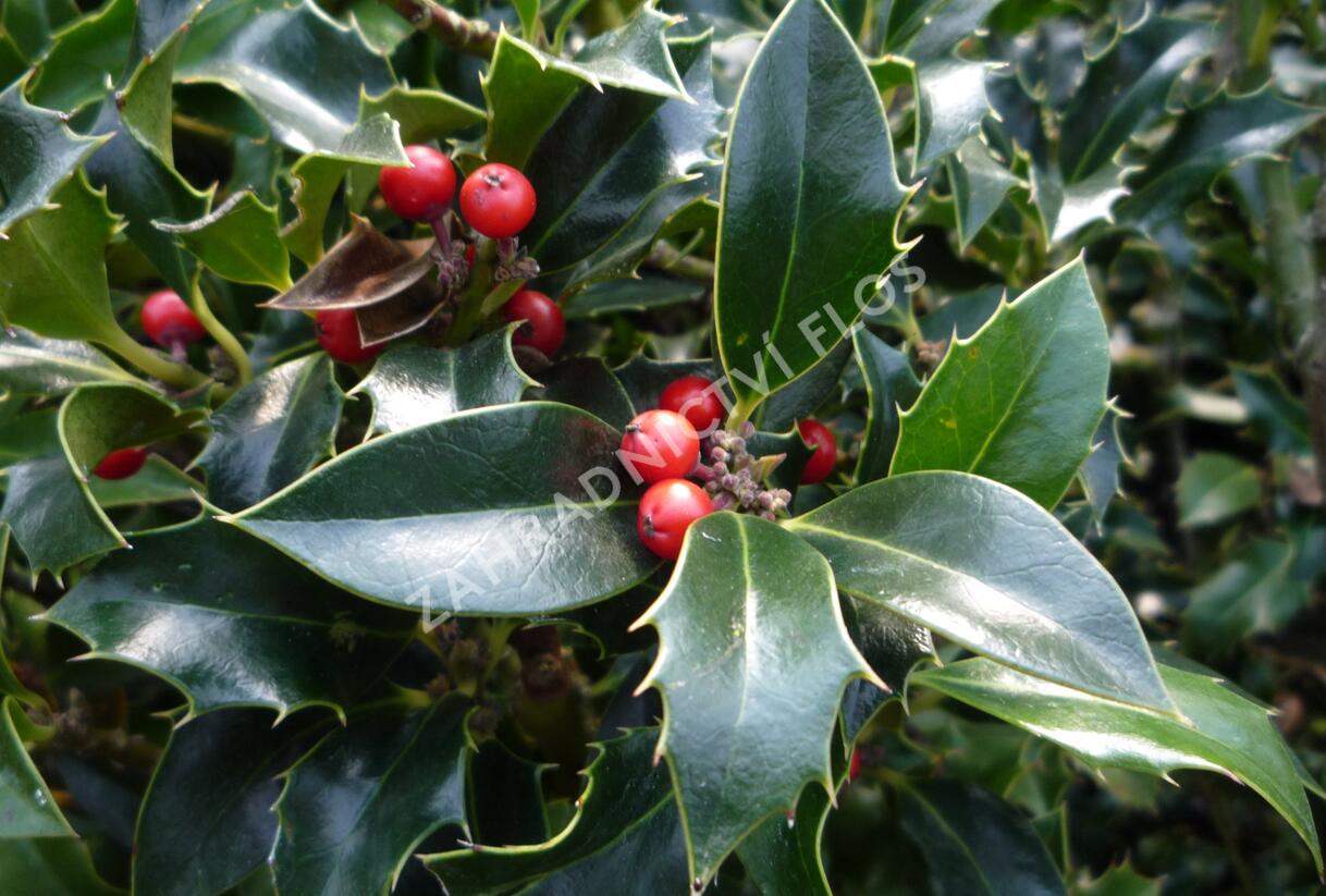 Cesmína modrá 'Blue Princess' - Ilex meserveae 'Blue Princess'