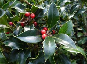 Cesmína modrá 'Blue Princess' - Ilex meserveae 'Blue Princess'