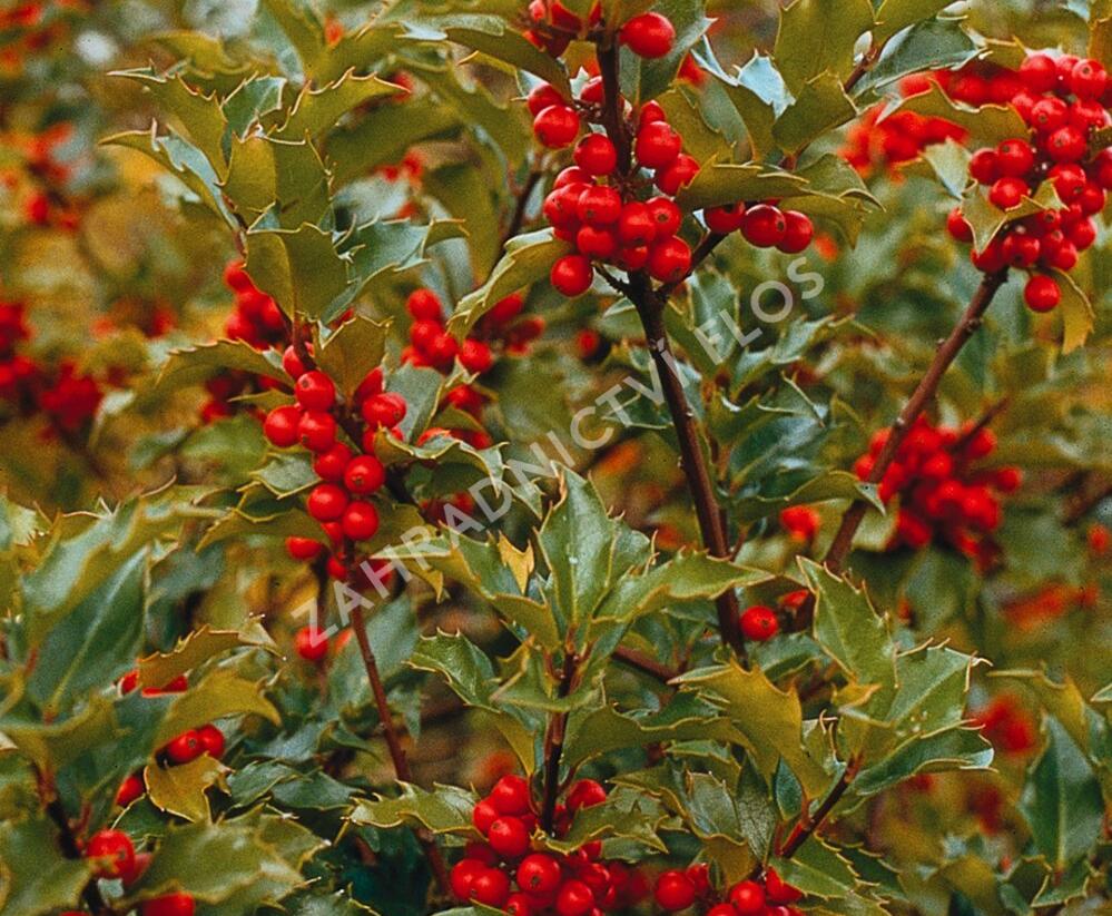 Cesmína modrá 'Blue Princess' - Ilex meserveae 'Blue Princess'