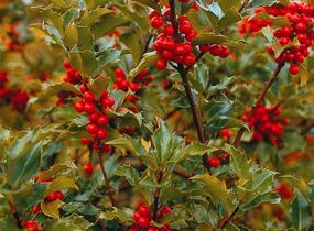 Cesmína modrá 'Blue Princess' - Ilex meserveae 'Blue Princess'